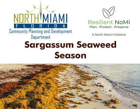 Sargassum Seaweed Season, March through October
