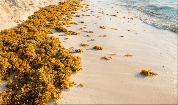 Sargassum Seaweed Season