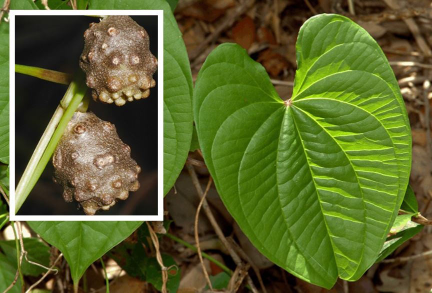 Invasive Specie - Air Potato