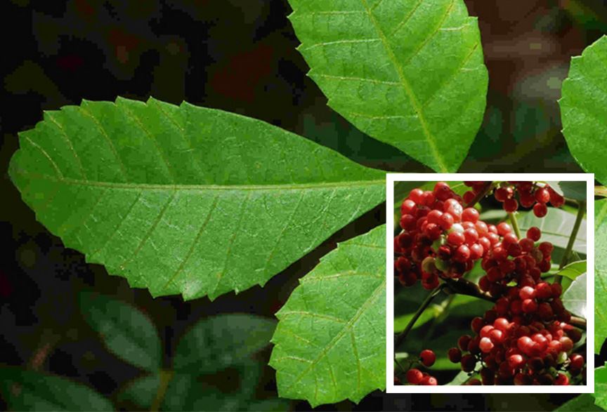 Invasive Specie - Brazilian Pepper