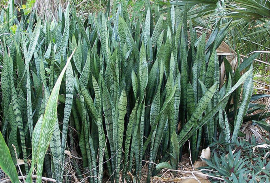 Invasive Specie - Snake Plant