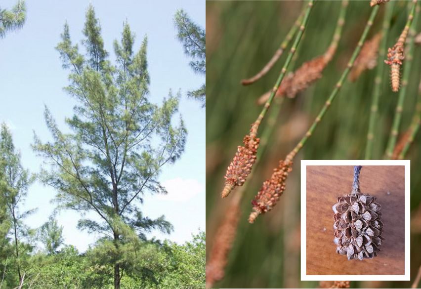 Invasive Specie - Australian Pine