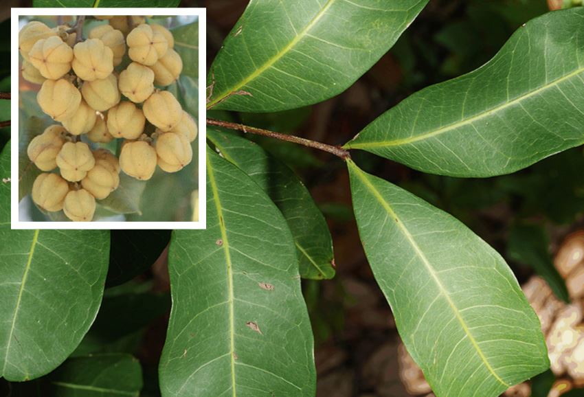 Invasive Specie - Carrotwood