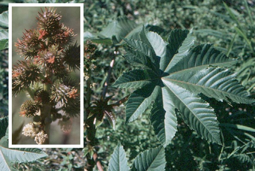 Invasive Specie - Castor Bean