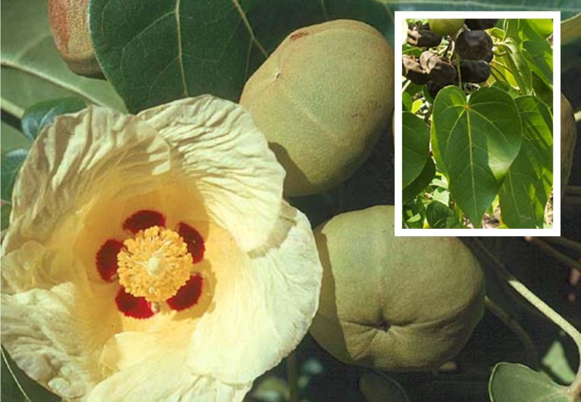 Invasive Specie - Portia Tree