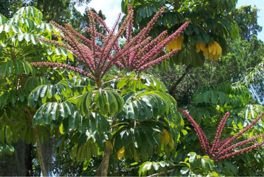 Invasive Specie - Queensland Umbrella