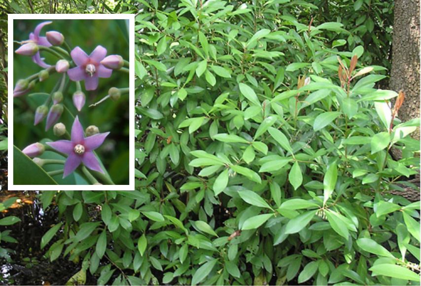 Invasive Specie - Shoebutton Ardisia
