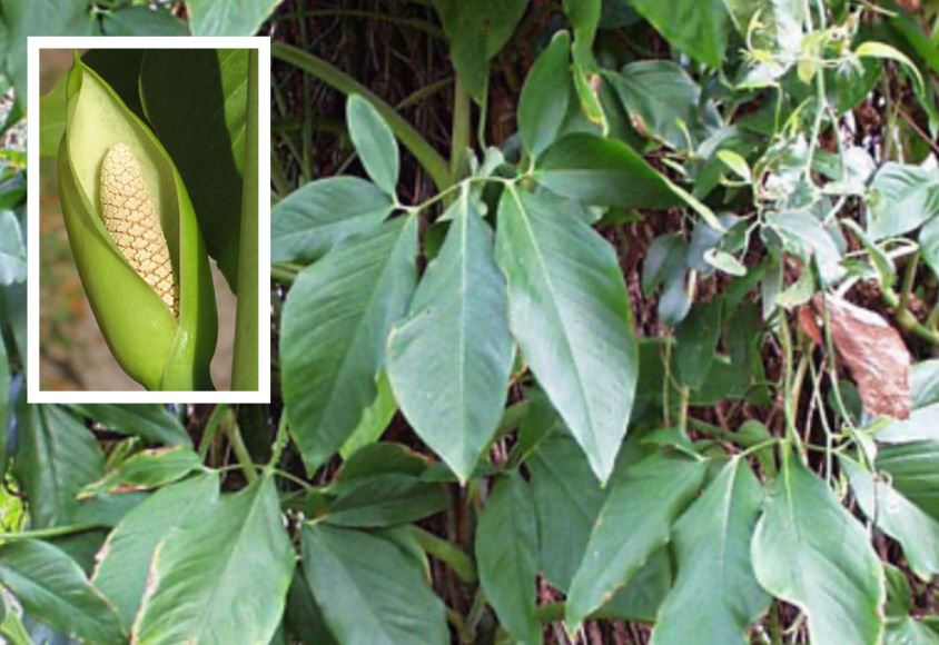 Invasive Specie - Syngonium