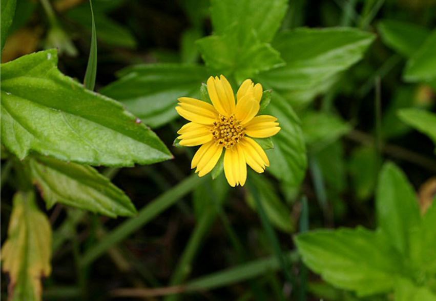 Invasive Specie - Wedelia